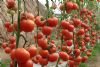 供应丰润—番茄种苗