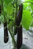 供应布利塔—茄子种苗