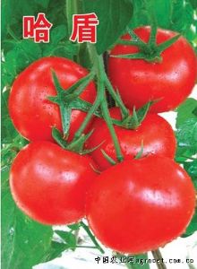 供应哈盾－大红番茄种子