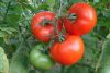 供应齐达利—番茄种苗