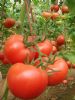 供应粉曼达—丰润番茄种苗
