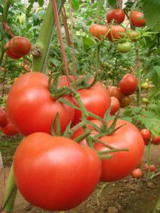 供应粉曼达—丰润番茄种苗