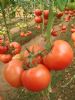 供应改良粉王—番茄种苗