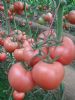 供应粉贝琪—丰润番茄种苗