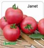 供应珍妮特—番茄种子
