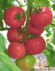供应安娜—番茄种子