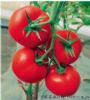 供应巴赫利—抗病红果大番茄种子