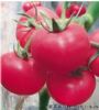 供应达芬奇—抗病粉果大番茄种子