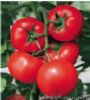 供应红欧罗—抗病红果大番茄种子