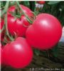 供应帝冠2011—番茄种子