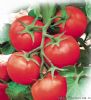 供应瑞奇—番茄种子
