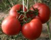 供应富丽—番茄种子