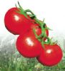 供应保罗—番茄种子