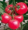 供应帝盾—番茄种子