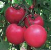 供应粉帝-优质粉果番茄种子