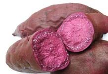 供应紫薯种苗紫玉