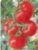供应红凯三号—番茄种子