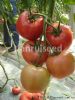 供应瑞盾2号——大番茄种子