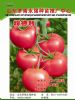 供应粉德利—番茄种子