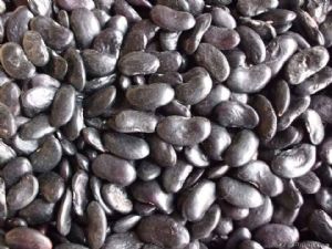 供应秋紫豆-紫架豆种子（散籽）