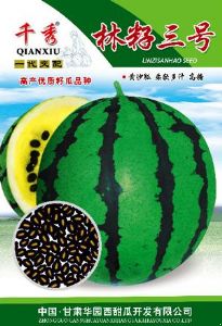 供应林籽三号—西瓜种子