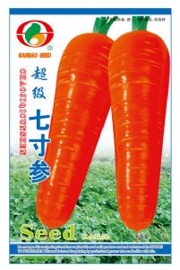 供应超级七寸参—胡萝卜种子