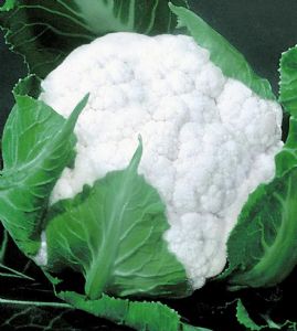 供应荷兰雪冠—花椰菜种子