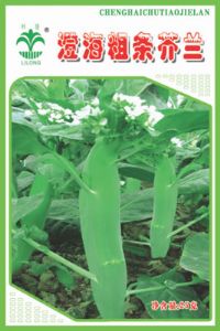 澄海粗条芥兰——芥菜类种子