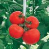 供应浙杂207-番茄种子