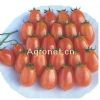 供应雄樱—番茄种子