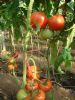 供应华夏红—番茄种子