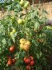 供应粉冠王—番茄种子