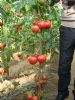 供应神圣1号—番茄种子