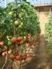 供应神圣六号—番茄种子