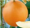 供应金红瑞—甜瓜种子