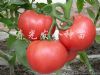 供应番茄种苗