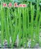 供应绿长龙线椒—辣椒种子