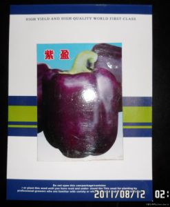 供应早春越冬甜椒紫盈（大果型）—甜椒种子