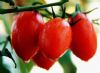 供应红贝尔—樱桃番茄种子
