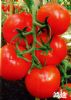 鸿途-番茄种子