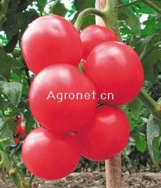 供应星冠—番茄种子