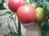 供应达美番茄—番茄种子