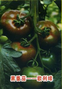 供应欧利啡——黑番茄种子