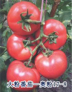供应奥粉17-8——大粉番茄种子