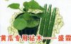 供应盛霖——黄瓜专用砧木种子