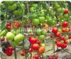 供应红凯二号--番茄种子