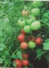 供应精棚粉冠—番茄种子
