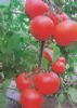 供应田丰瑞琦—番茄种子