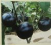 供应群兴紫圆茄—茄子种子
