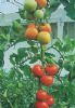 供应红冠二号—番茄种子